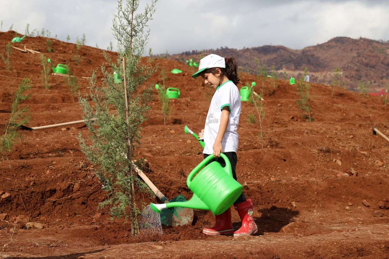 Muğla’da  Yanan Alanlar  Yeniden Yeşerecek 4